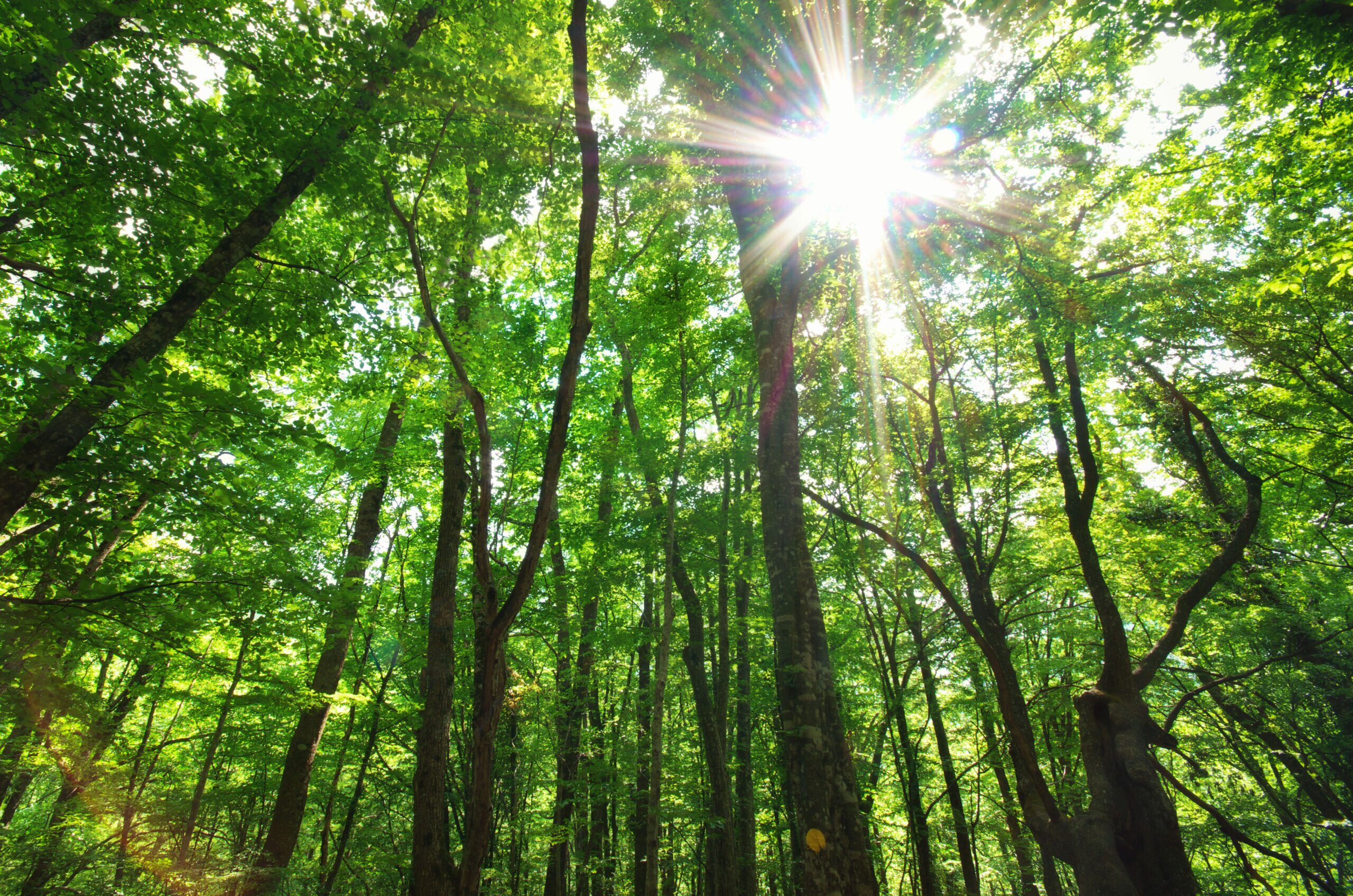 Bosques sostenibles FSC